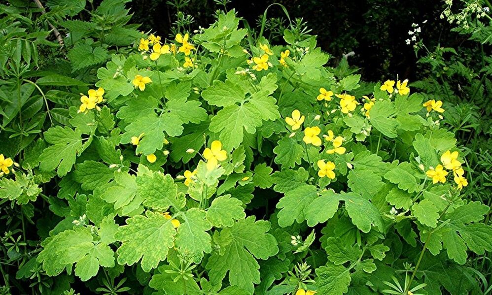 plantă de celandină pentru ciuperca unghiilor